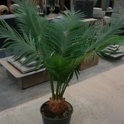 CYCA CIRCINALIS