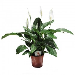 Spathiphyllum sweet lauretta