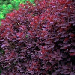 Cotinus coggygria royal purple