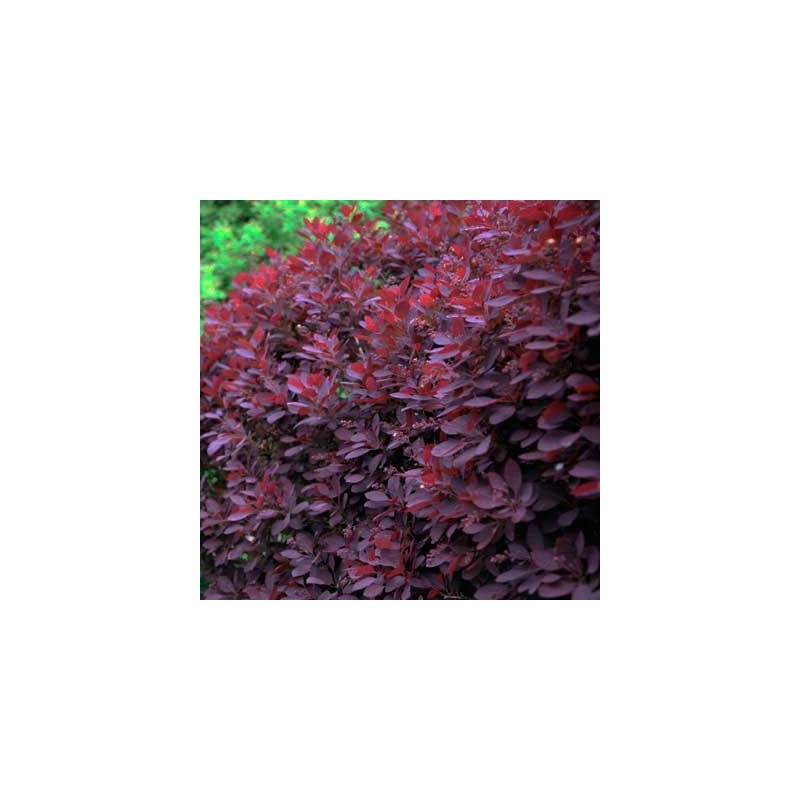 Cotinus coggygria royal purple