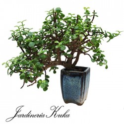 Bonsái portulacaria afra