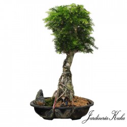 Bonsái araucaria