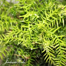 Bonsái araucaria