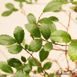 Zelkova cascada