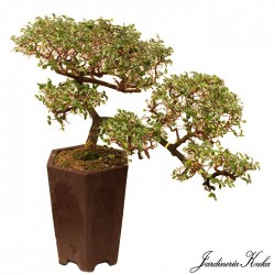 Zelkova cascada