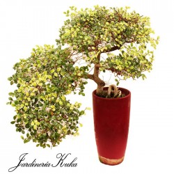 Zelkova cascada