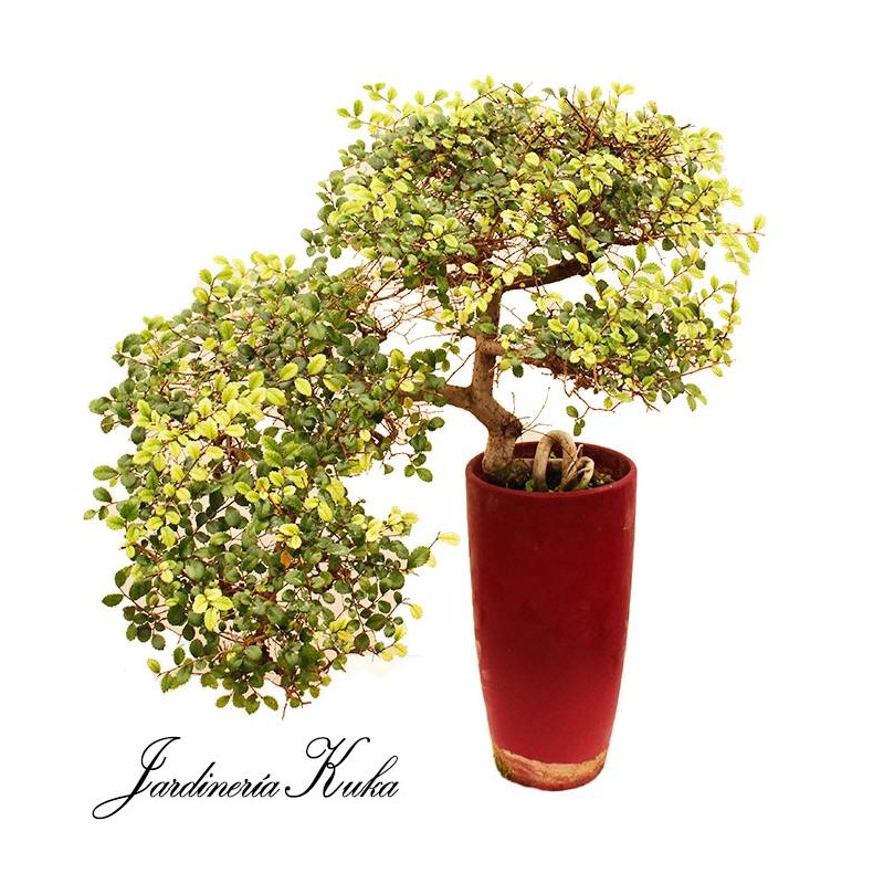 Zelkova cascada