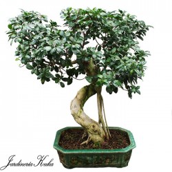 Ficus ginseng ejemplar