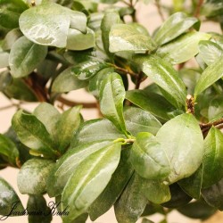 Ficus ginseng ejemplar