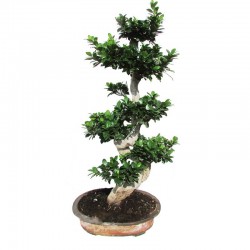 Bonsái ficus ginseng