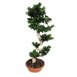 Bonsái ficus ginseng