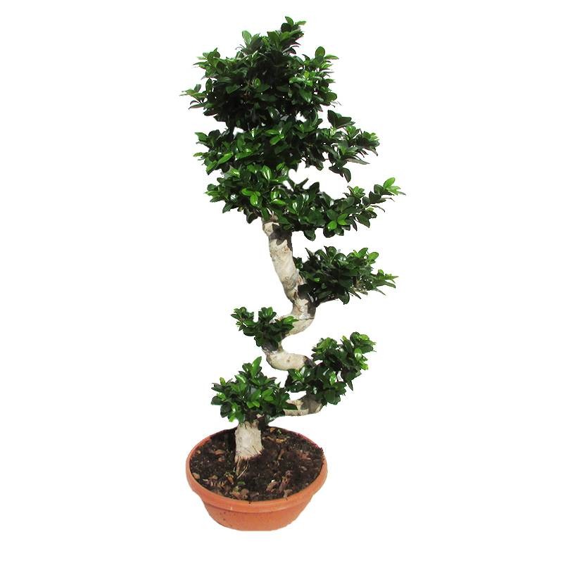 Bonsái ficus ginseng