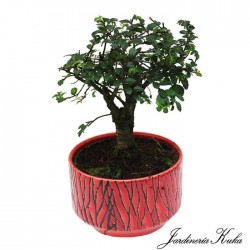 Zelkova parvifolia