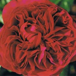Rosal Alain Souchon