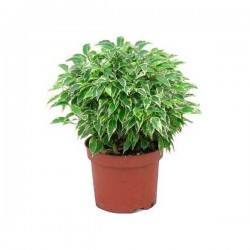 Ficus Lovely