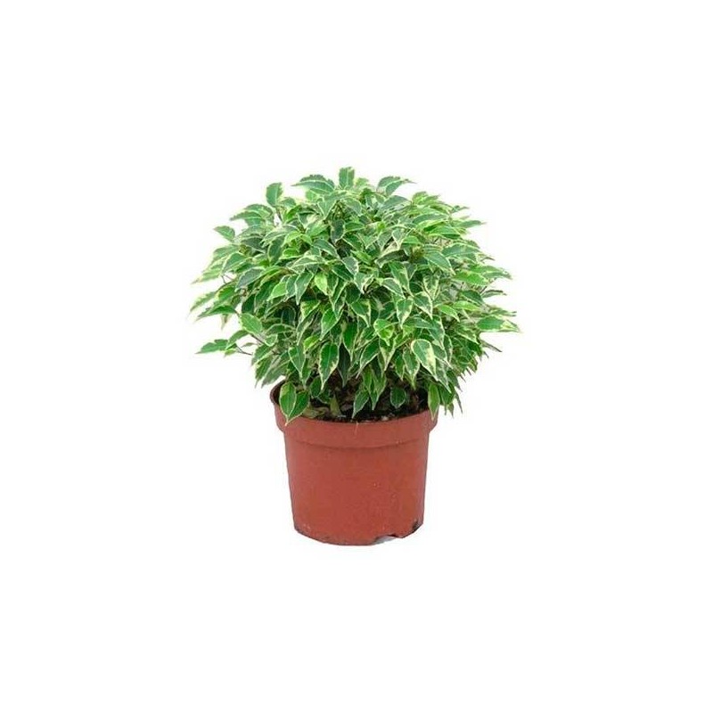 Ficus Lovely