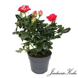 Rosal imola mini