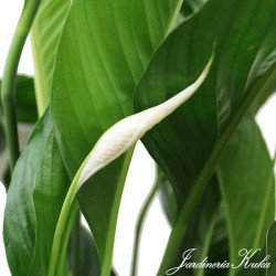 Spathiphyllum sweet lauretta