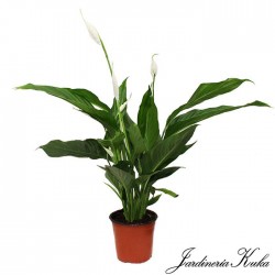 Spathiphyllum sweet Silvio