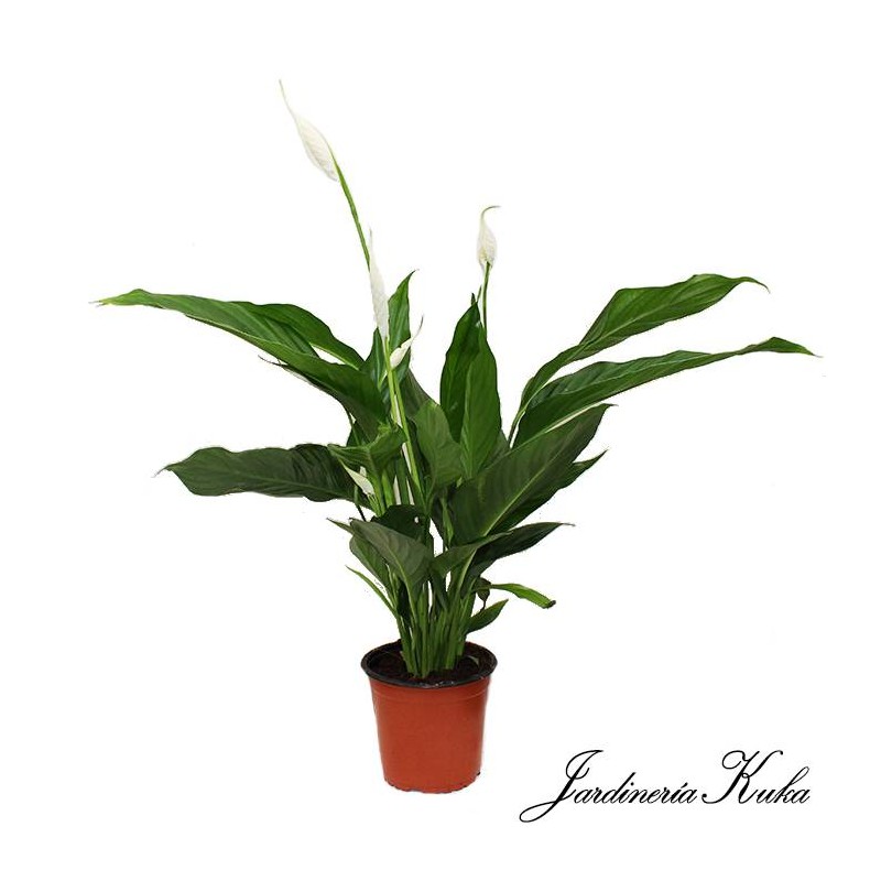 Spathiphyllum sweet Silvio