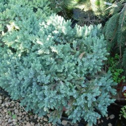 JUNIPERUS BLUE STAR