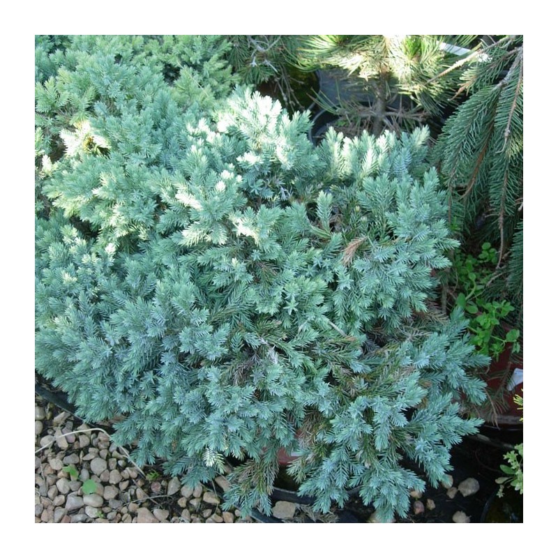JUNIPERUS BLUE STAR