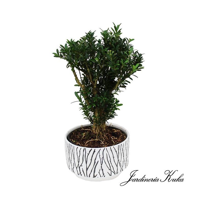 Bonsái buxus