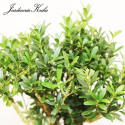 Bonsái buxus