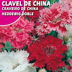 CLAVEL DE CHINA HEDDEWIG DOBLE VARIADO