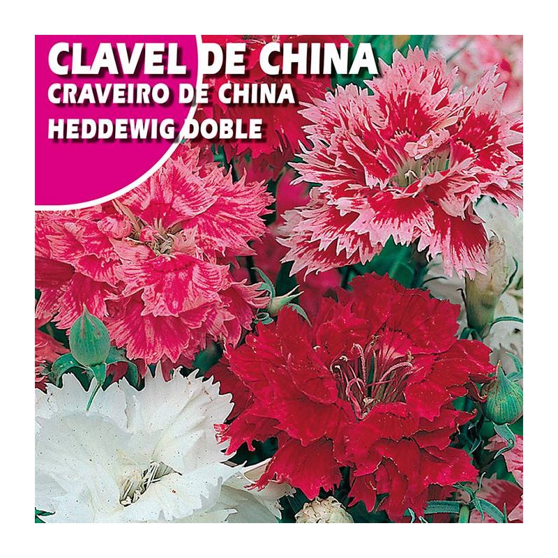 CLAVEL DE CHINA HEDDEWIG DOBLE VARIADO