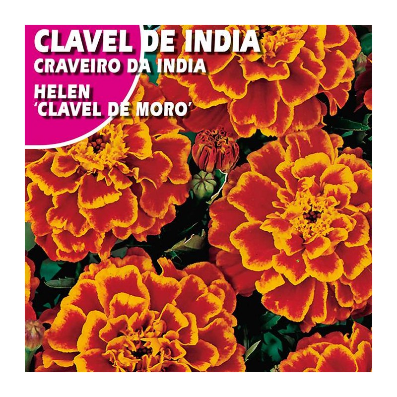 CLAVEL DE INDIA HELEN "CLAVEL DE MORO"