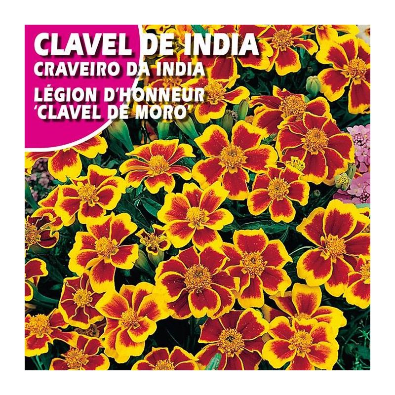 CLAVEL DE INDIA LEGION D'HONEUR "CLEVEL DEL MORO"