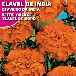 CLAVEL DE INDIA PETITE ORANGE "CLAVEL DE MORO"