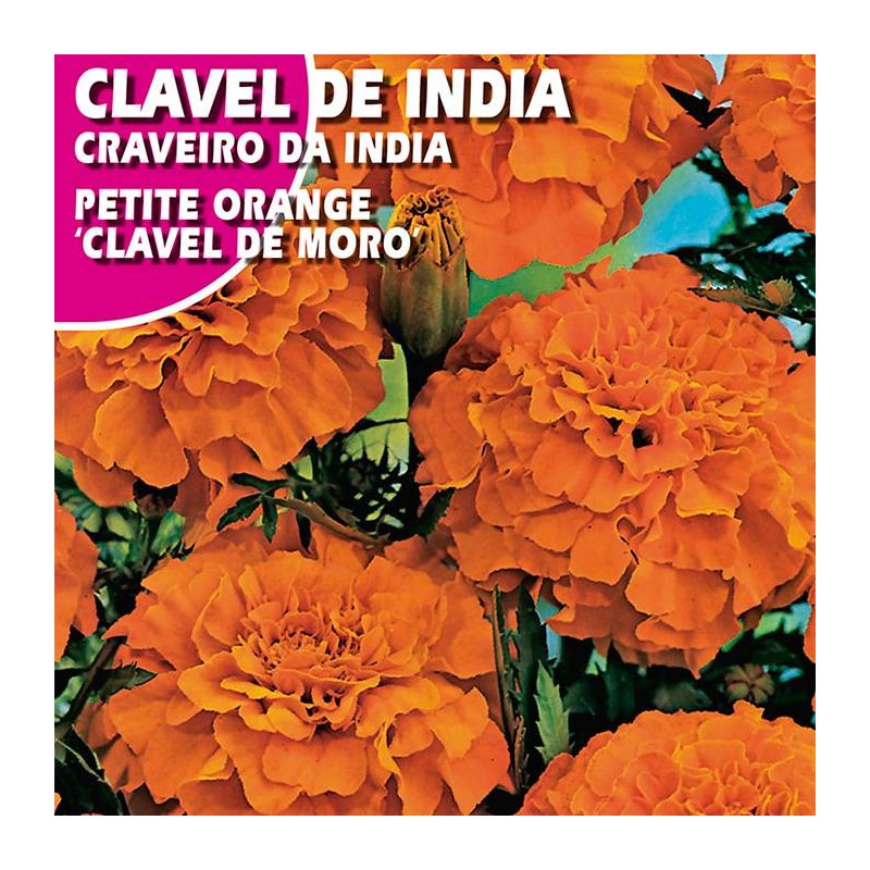 CLAVEL DE INDIA PETITE ORANGE "CLAVEL DE MORO"