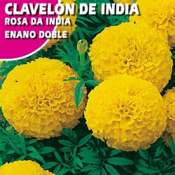 CLAVELON DE INDIA ENANO DOBLE AMARILLO