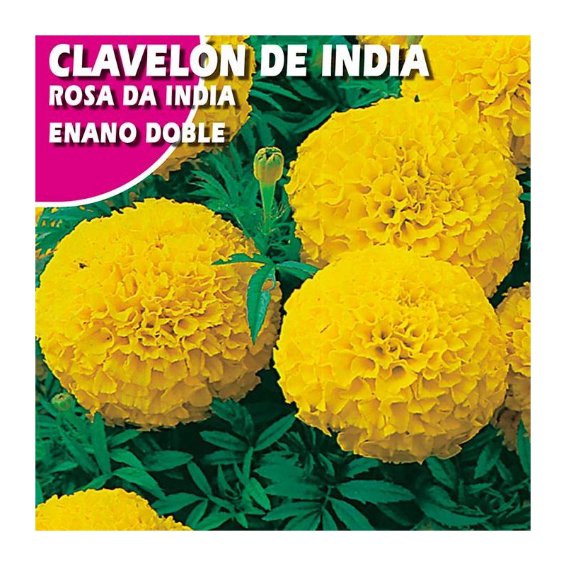 CLAVELON DE INDIA ENANO DOBLE AMARILLO