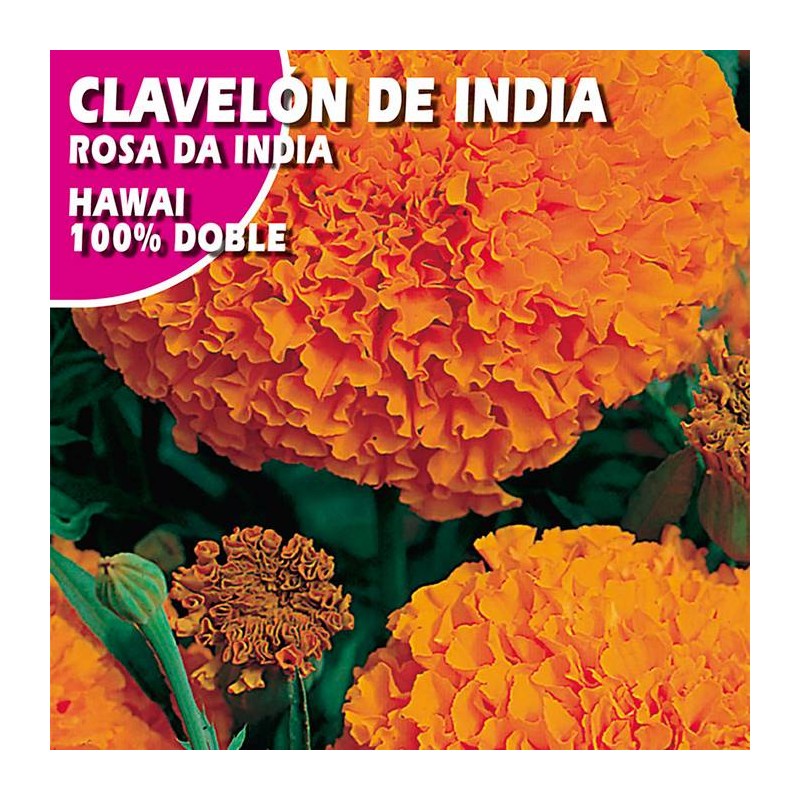 CLAVELON DE INDIA "HAWAII" 100% DOBLE NARANJA