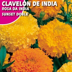 CLAVELON DE INDIA "SUNSET" DOBLE VARIADO