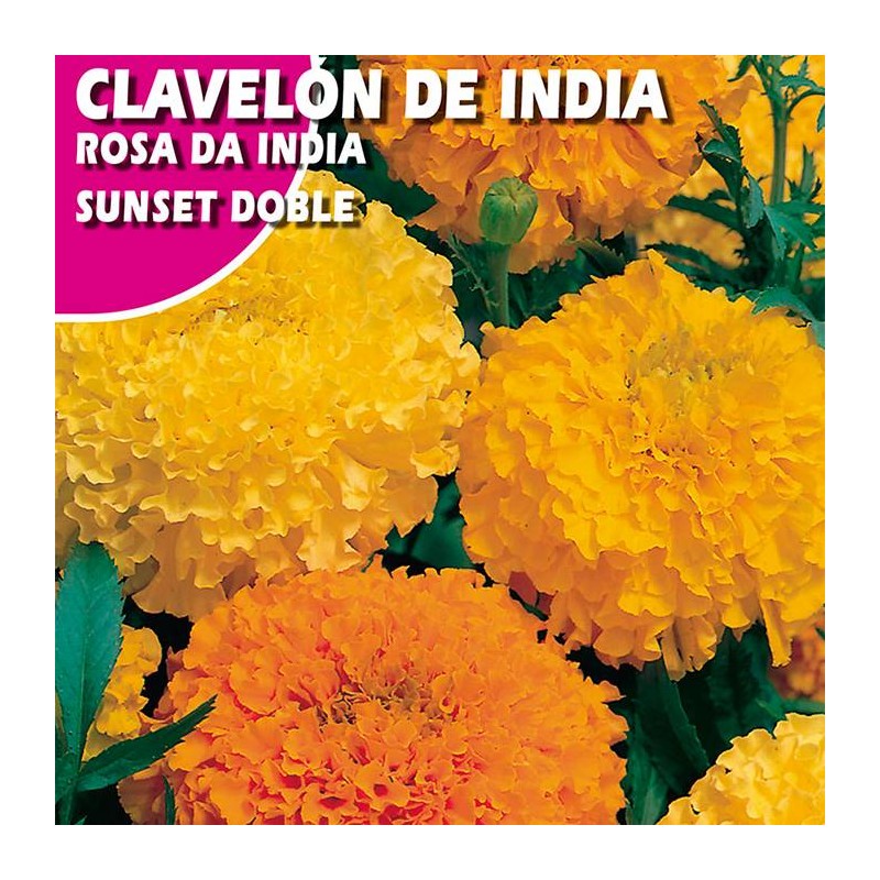 CLAVELON DE INDIA "SUNSET" DOBLE VARIADO