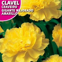 CLAVEL GIGANTE MEJORADO AMARILLO
