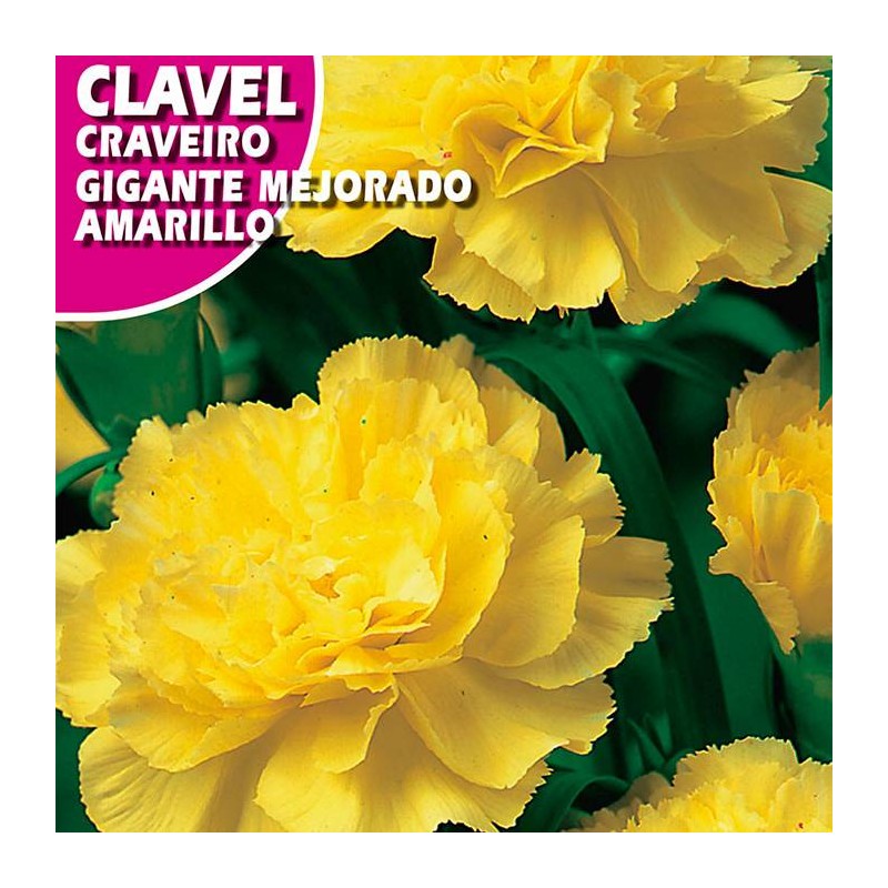 CLAVEL GIGANTE MEJORADO AMARILLO