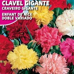 CLAVEL GIGANTE "ENFANT DE NICE" VARIADO