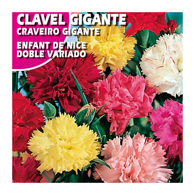 CLAVEL GIGANTE "ENFANT DE NICE" VARIADO