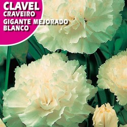 CLAVEL GIGANTE MEJORADO BLANCO
