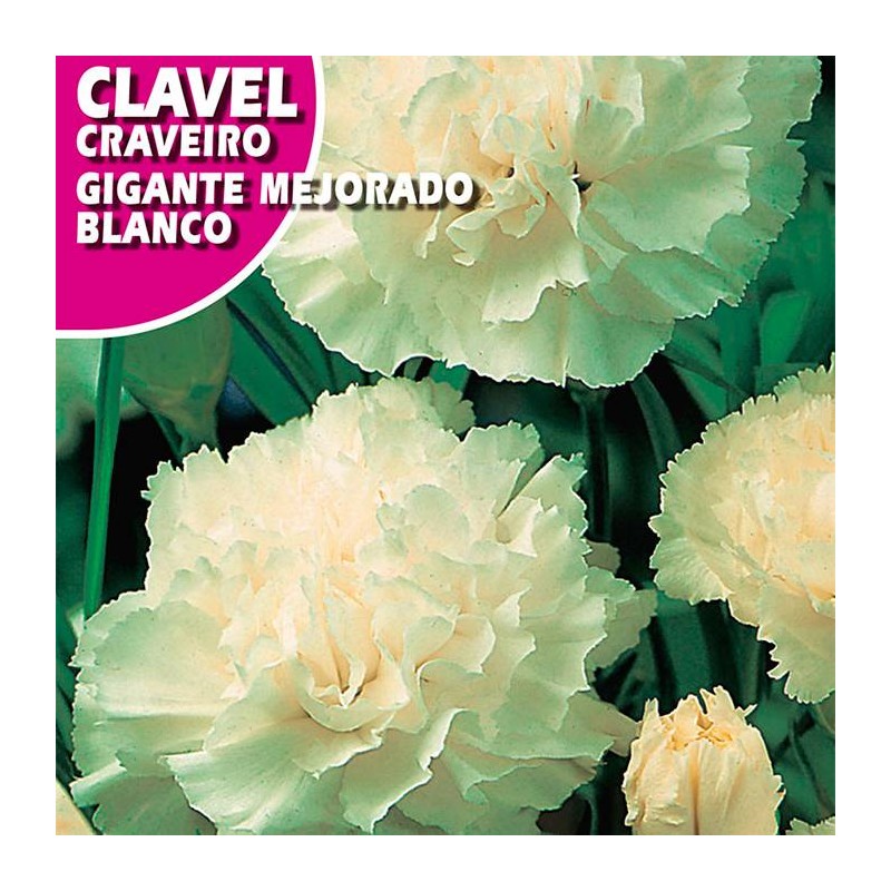 CLAVEL GIGANTE MEJORADO BLANCO