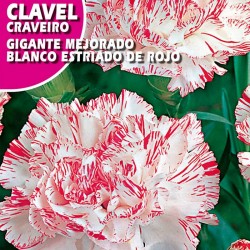 CLAVEL GIGANTE MEJORADO BLANCO ESTRIADO ROJO