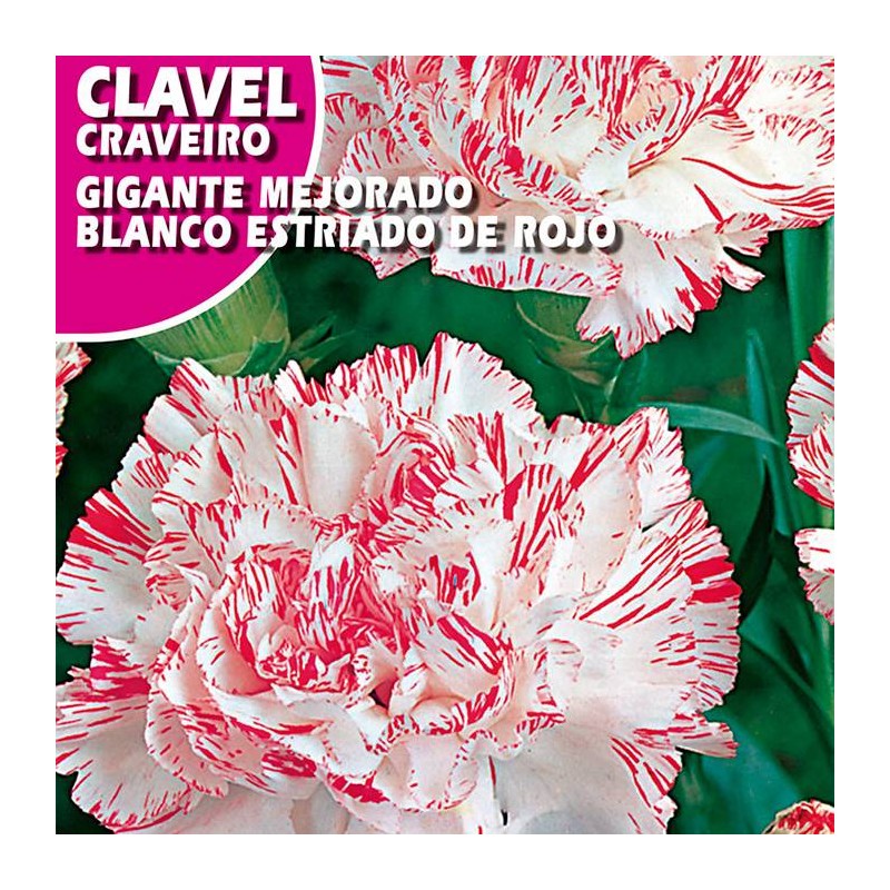 CLAVEL GIGANTE MEJORADO BLANCO ESTRIADO ROJO