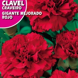 CLAVEL GIGANTE MEJORADO ROJO