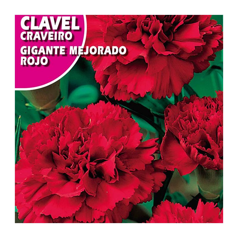 CLAVEL GIGANTE MEJORADO ROJO