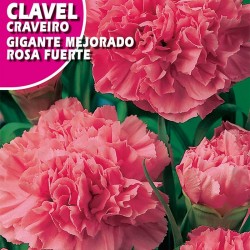 CLAVEL GIGANTE MEJORADO ROSA FUERTE